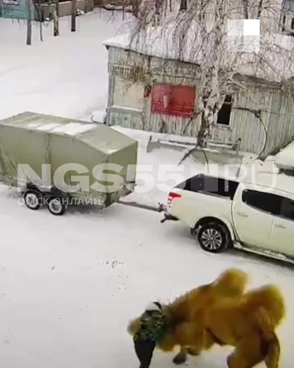 Видео смертельной атаки верблюда на сторожа в Омской области