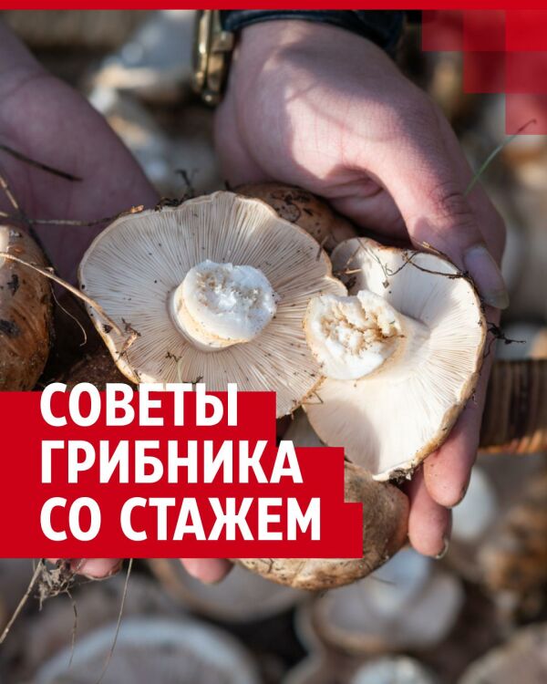 Какие грибы точно не стоит собирать? Видеоинструкция из леса под Ростовом