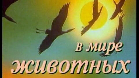 Loading video