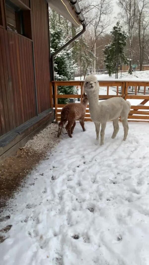 Малышка альпака радуется своему первому снегу
