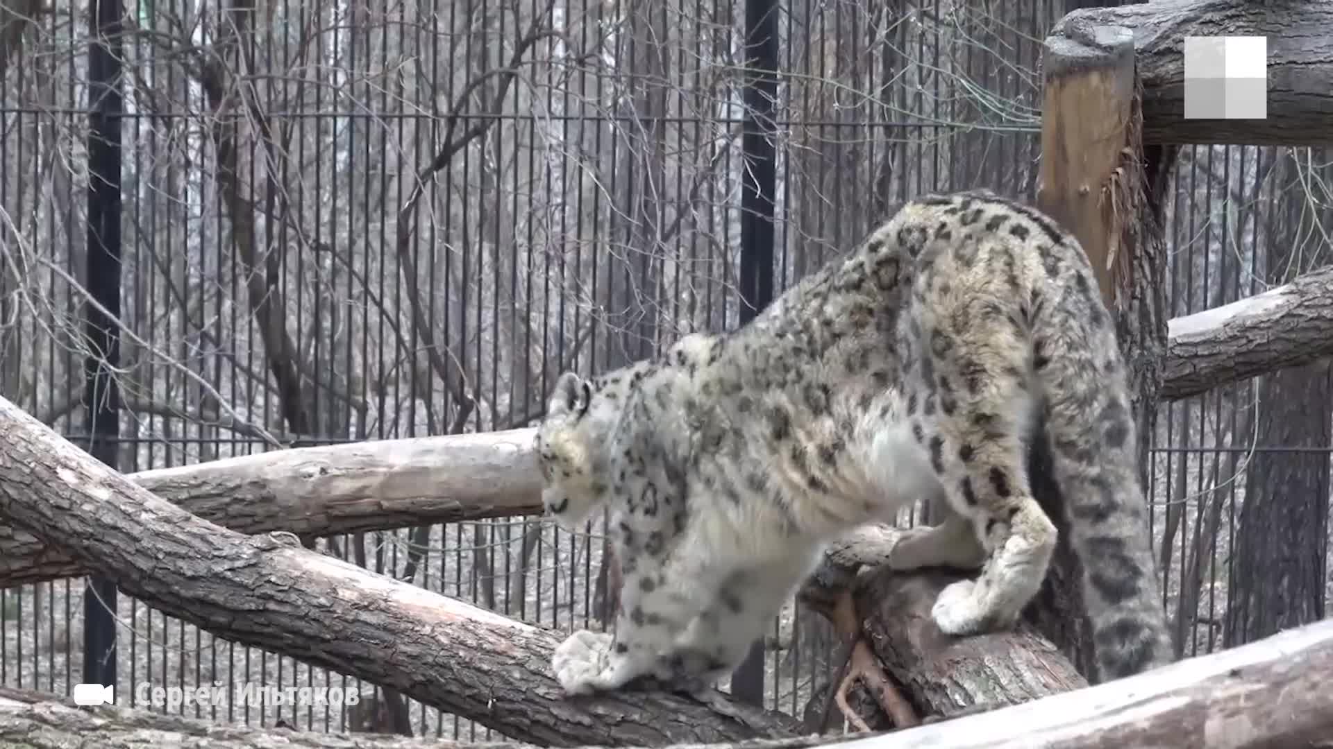 Снежные барсы поссорились в Новосибирском зоопарке — видео потасовки - 5  мая 2024 - НГС.ру