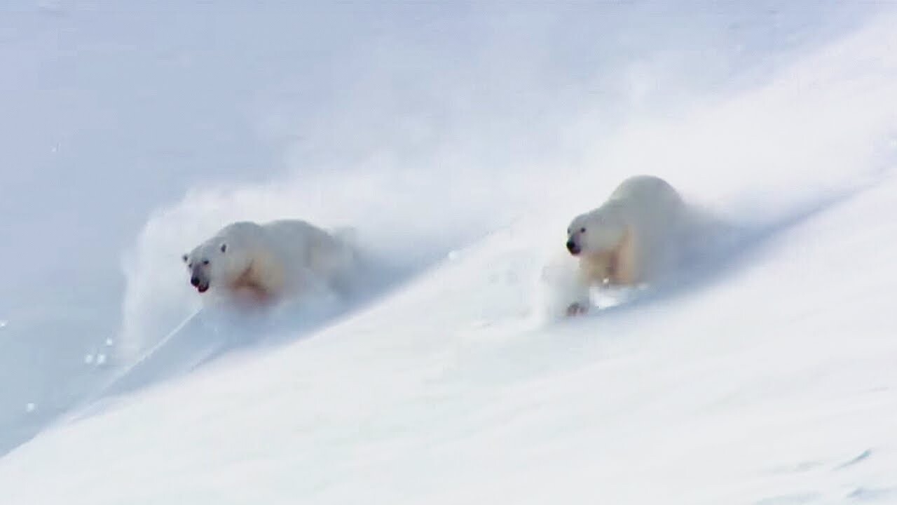 Видео: BBC сняли на видео игры полярных медведей