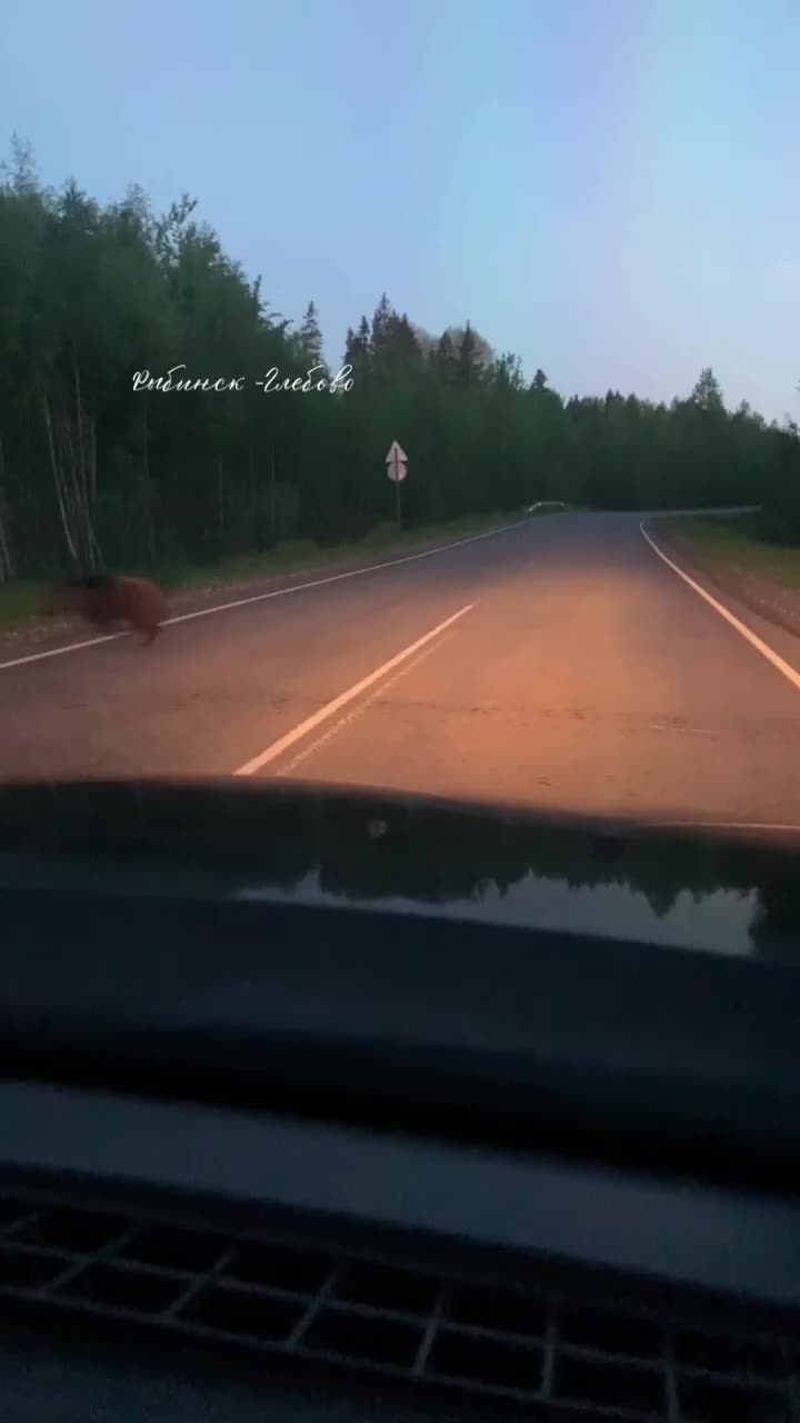 В июне дикие животные выходили в города Ярославской области — кого и где их  видели, медведь в Рыбинске, лось и лисы - 30 июня 2022 - 76.ру