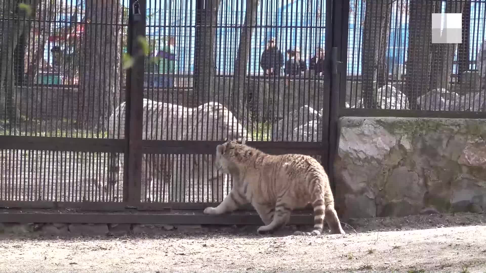 Новый тигренок появился в Новосибирском зоопарке | НГС.ру - новости  Новосибирска