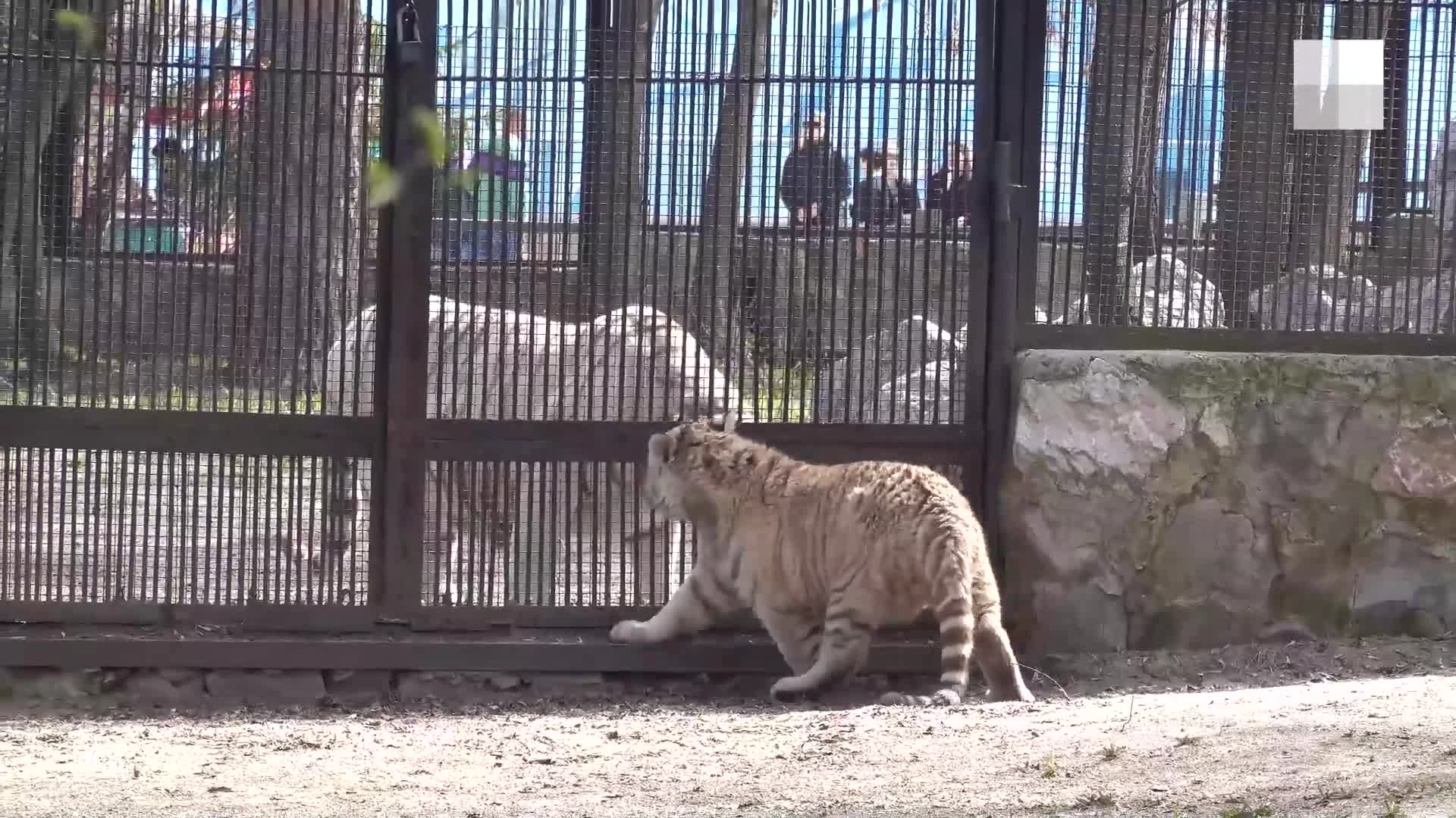 Новый тигренок появился в Новосибирском зоопарке — милое видео - 8 мая 2024  - НГС.ру