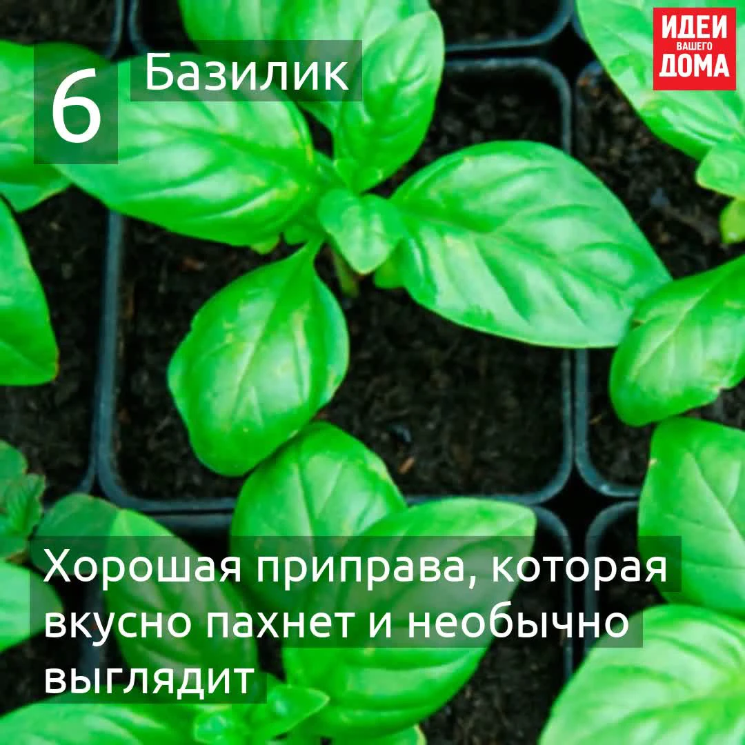 Переносим сад на подоконник: как вырастить зелень в собственной  мини-теплице? | ivd.ru