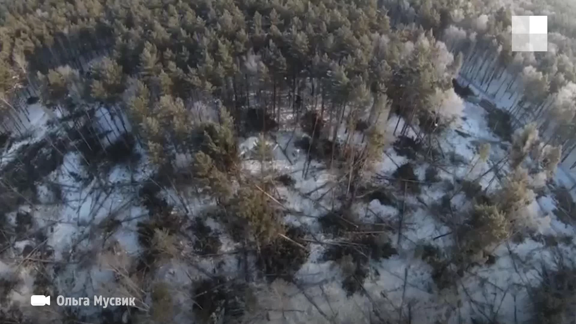 С высоты сняли бор, в котором снесли 900 деревьев для нового ЖК в  Новосибирске - 5 февраля 2023 - НГС.ру