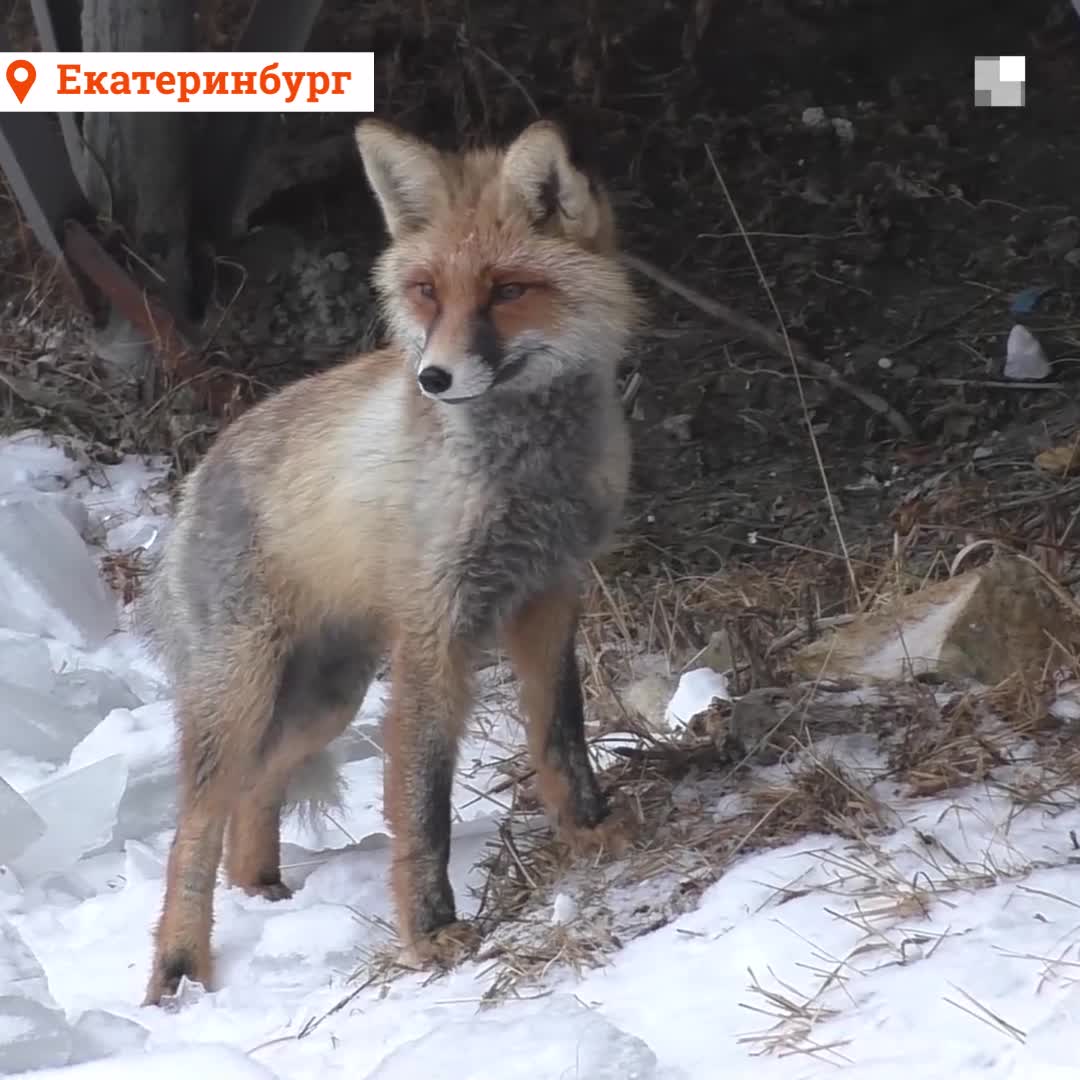 Екатеринбурженка сняла на видео свою встречу с лисами на Шарташе 5 февраля  2021 года - 6 февраля 2021 - Е1.ру