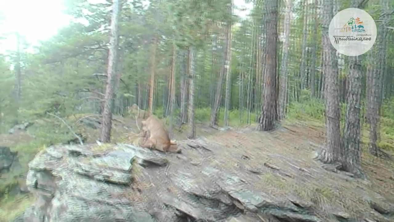 Видео рыси с детёнышами в Прибайкальском национальном парке в сентябре 2022  г. - 29 сентября 2022 - ИРСИТИ.ру