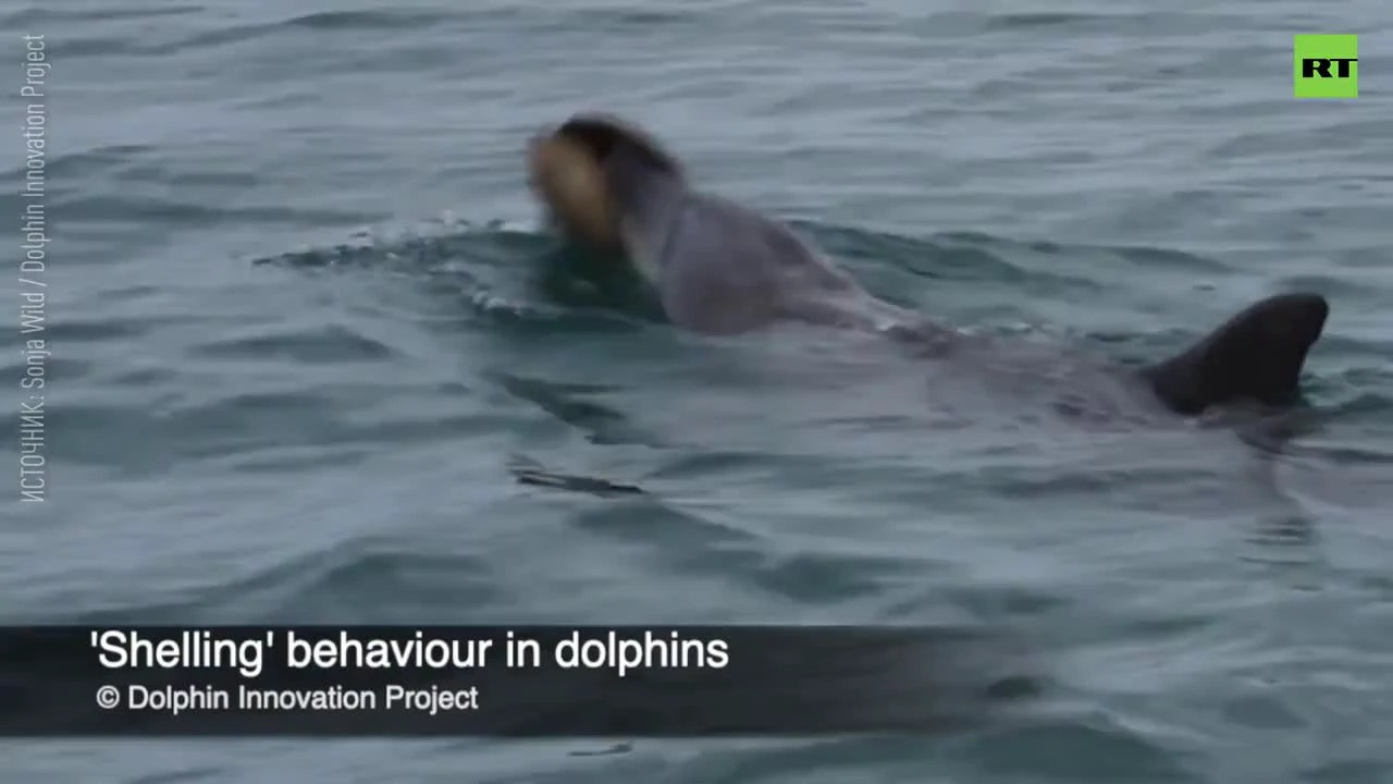 Почему клиторы дельфинов удивили ученых — soundplace-studio.ru
