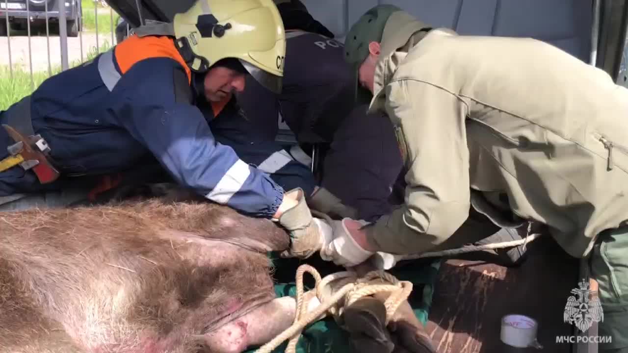 Видео: МЧС и ветеринары спасают сбитого лося на улице Ушинского в  Петербурге - 30 мая 2023 - ФОНТАНКА.ру