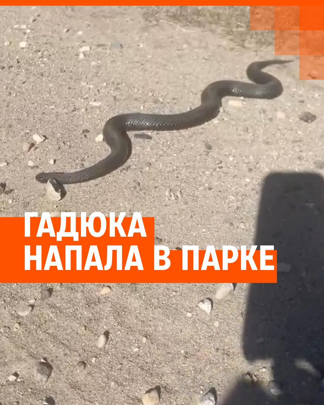 На Урале от укусов змей пострадали 27 человек