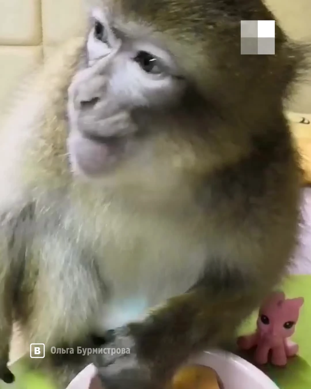 В приют для животных в Мюнхене попала обезьяна из Украины