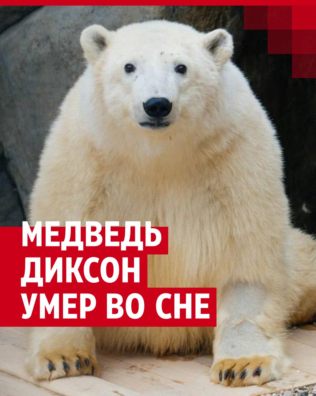 Белый медведь и человек на берегу Карского моря – ремонты-бмв.рф – Портал о развитии Арктики