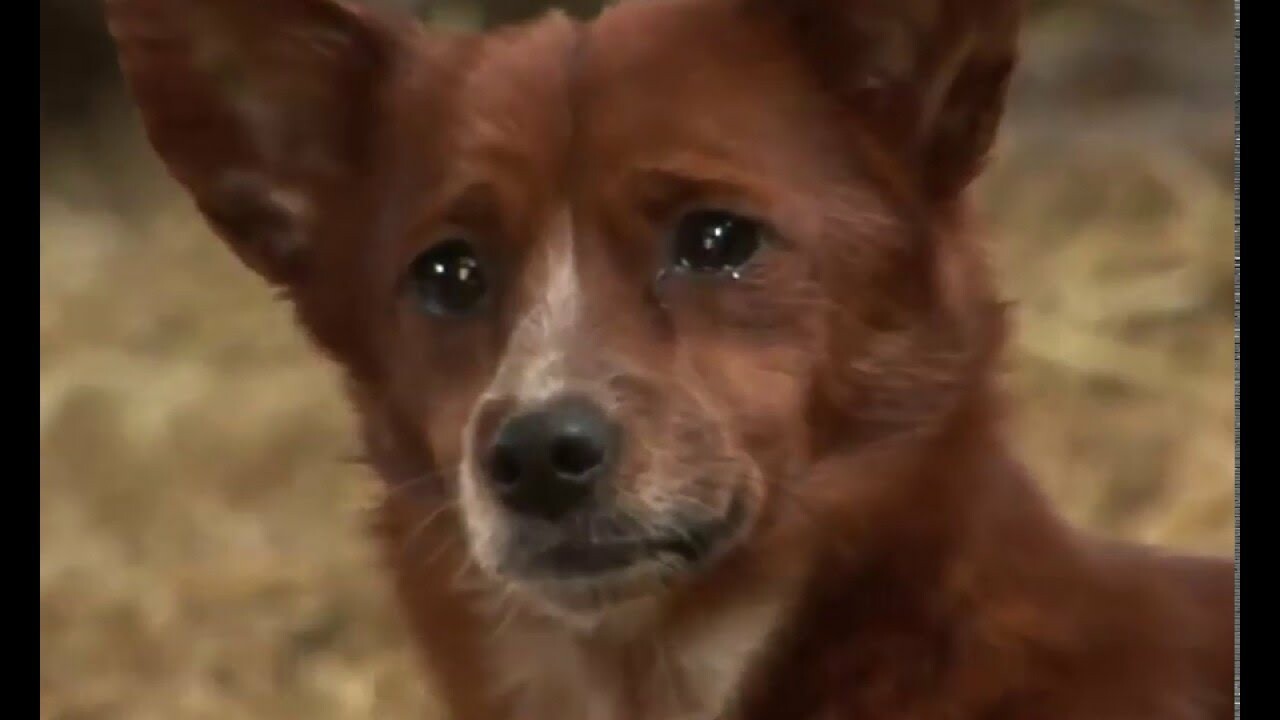 Печальное состояние щенка без лучшей подруги