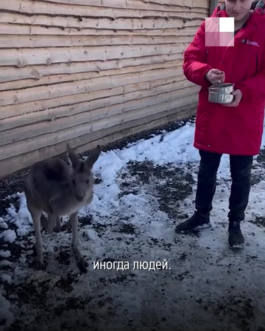 Каким будет загородный отель с кенгуру в Ростовской области и сколько он  будет стоить, отдых в парке «Малинки» - 16 марта 2024 - 161.ру