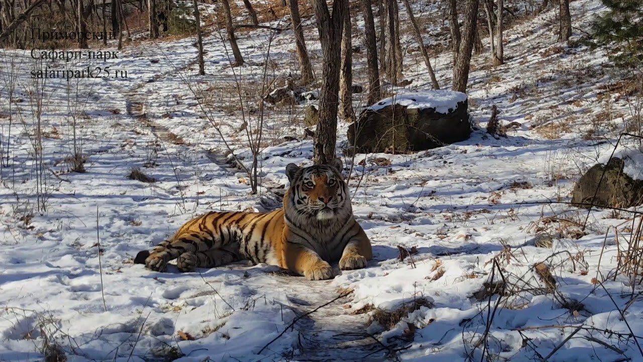 Ясенево - Экоцентр «Битцевский лес» рассказал, как сделать тигра из бумаги