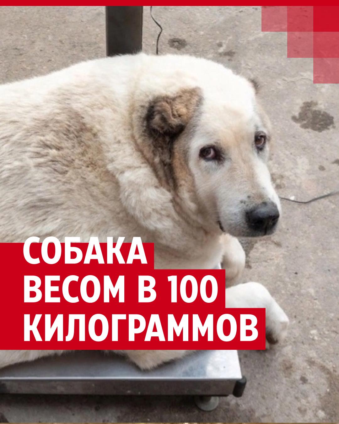 Спасти 100-килограммового Кругетса: хозяева раскормили собаку и выбросили  на улицу умирать | НГС70 - новости Томска