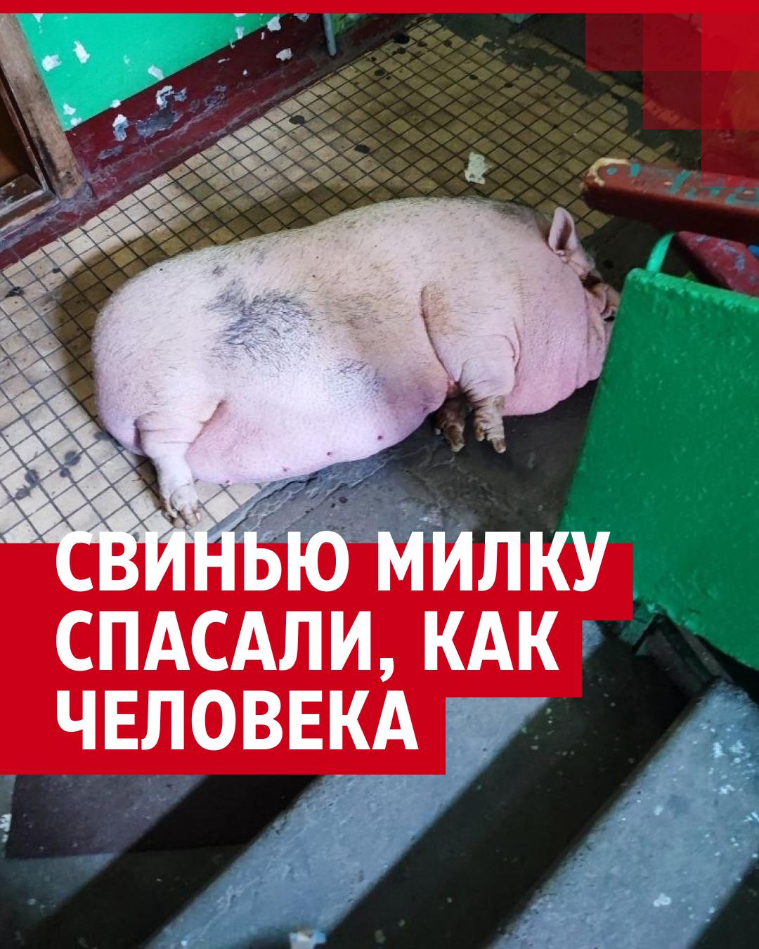 Толстый свинья отымел мужика в жопу смотреть онлайн бесплатно или скачать