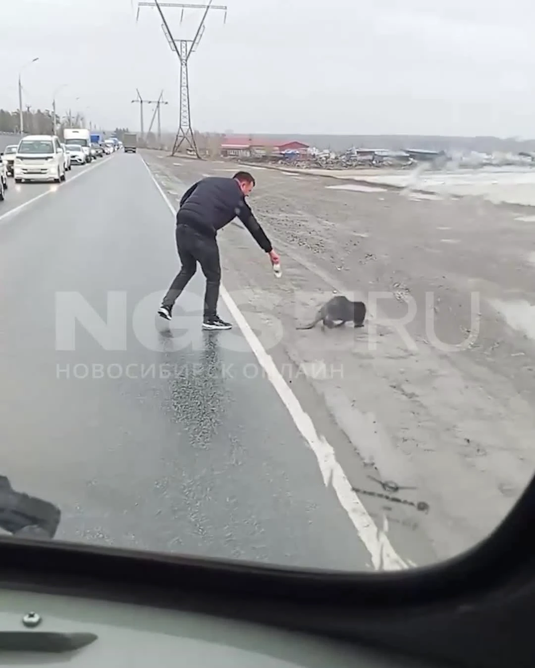 Подгонял животное бутылкой: бобер остановил движение на дамбе в  Новосибирске - 2 мая 2024 - НГС.ру