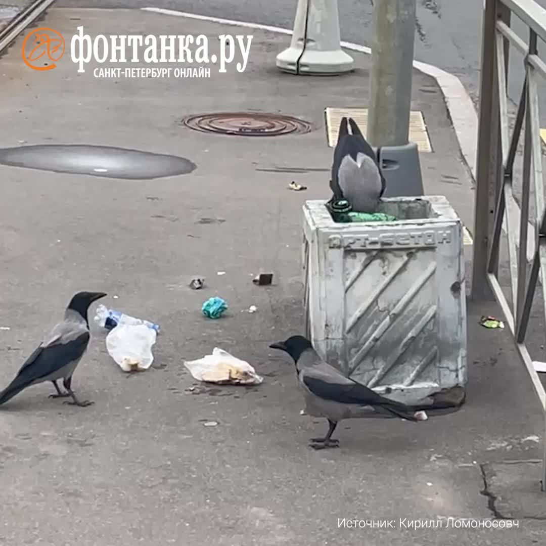 Вороны сортируют мусор в Петербурге прямо вокруг урны — смотрите видео - 8  октября 2024 - ФОНТАНКА.ру