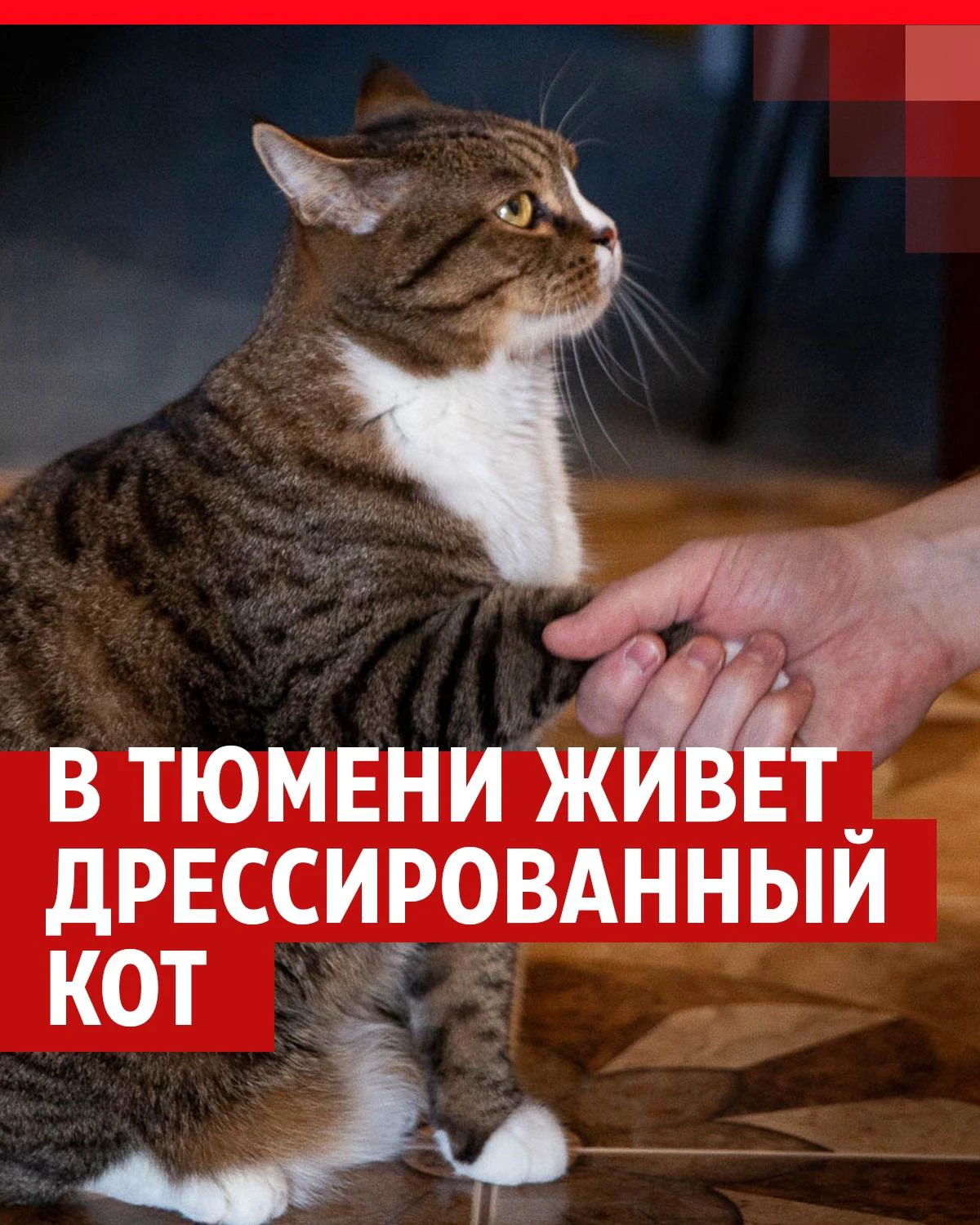 В Тюмени живет дрессированный кот Вася, смешные видео с котами, кот говорит  «мяу», 72.RU Новости Тюмени, - 22 мая 2022 - 72.ру