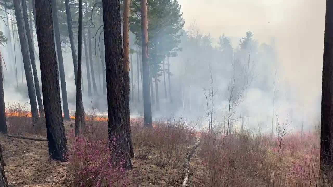 Пожар продолжает действовать в районе Высокогорья в Чите: видео с места  пожара - 9 мая 2024 - ЧИТА.ру