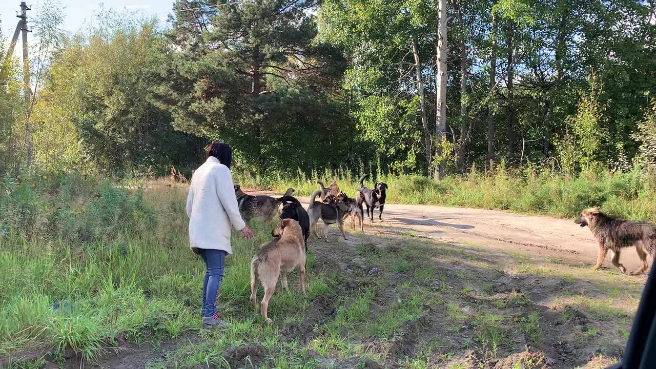 Почему в Югре не решается проблема бездомных собак, нападения бездомных  собак в ХМАО - 27 мая 2022 - 86.ру