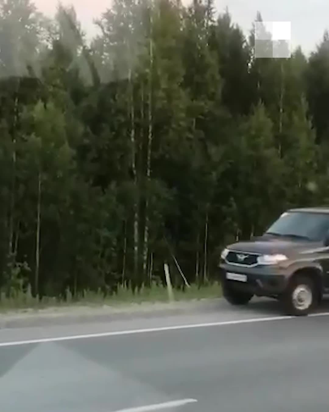 Видео: в ХМАО на трассе под Ханты-Мансийском в Югре расстреляли медвежонка  1 августа 2022 г. - 2 августа 2022 - 72.ру