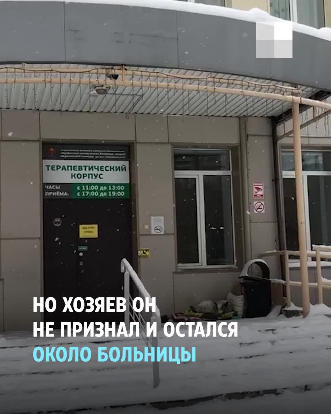 Как живет кемеровский Хатико, который стал городской легендой - 2 января  2023 - 63.ру