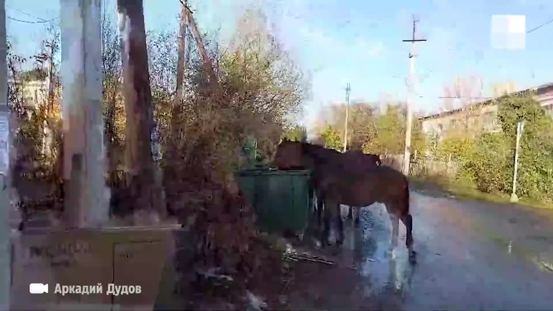 Под Волгоградом сняли на видео табун помойных лошадей - 7 ноября 2023 -  v1.ru