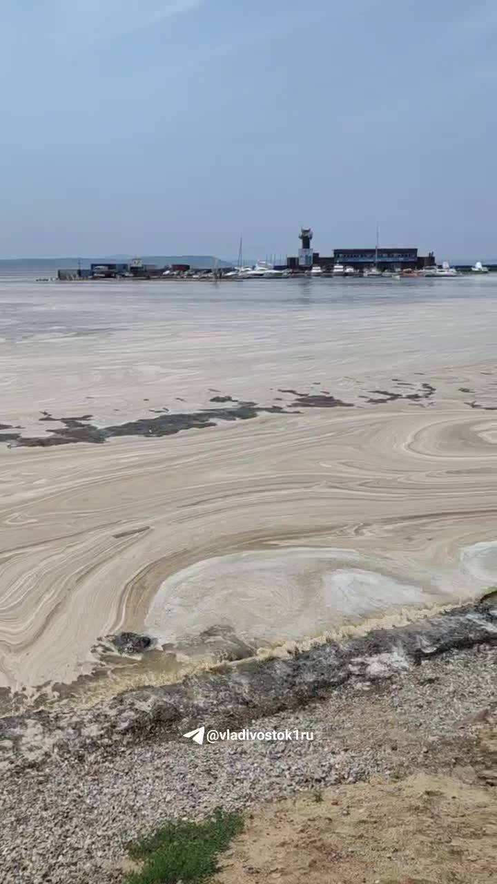 Заведутся красные водоросли-убийцы: почему Амурский залив во Владивостоке  покрылся пеной и чем это опасно - 8 июля 2024 - ВЛАДИВОСТОК1.ру