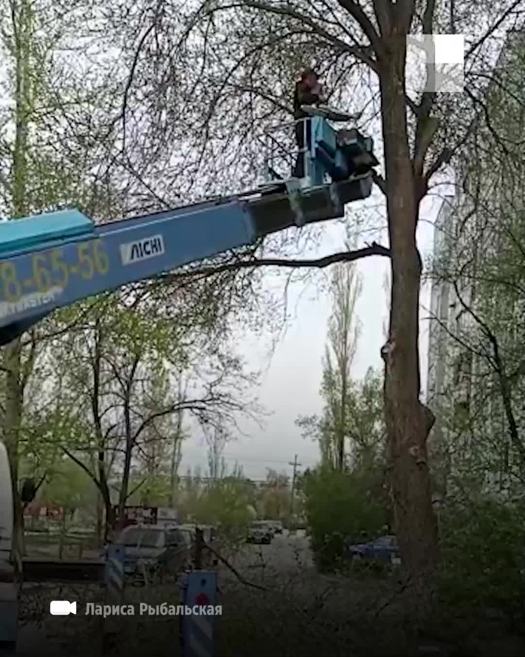 Во дворах Кировского района Волгограда вырубают деревья под пень - 20  апреля 2022 - V1.ру