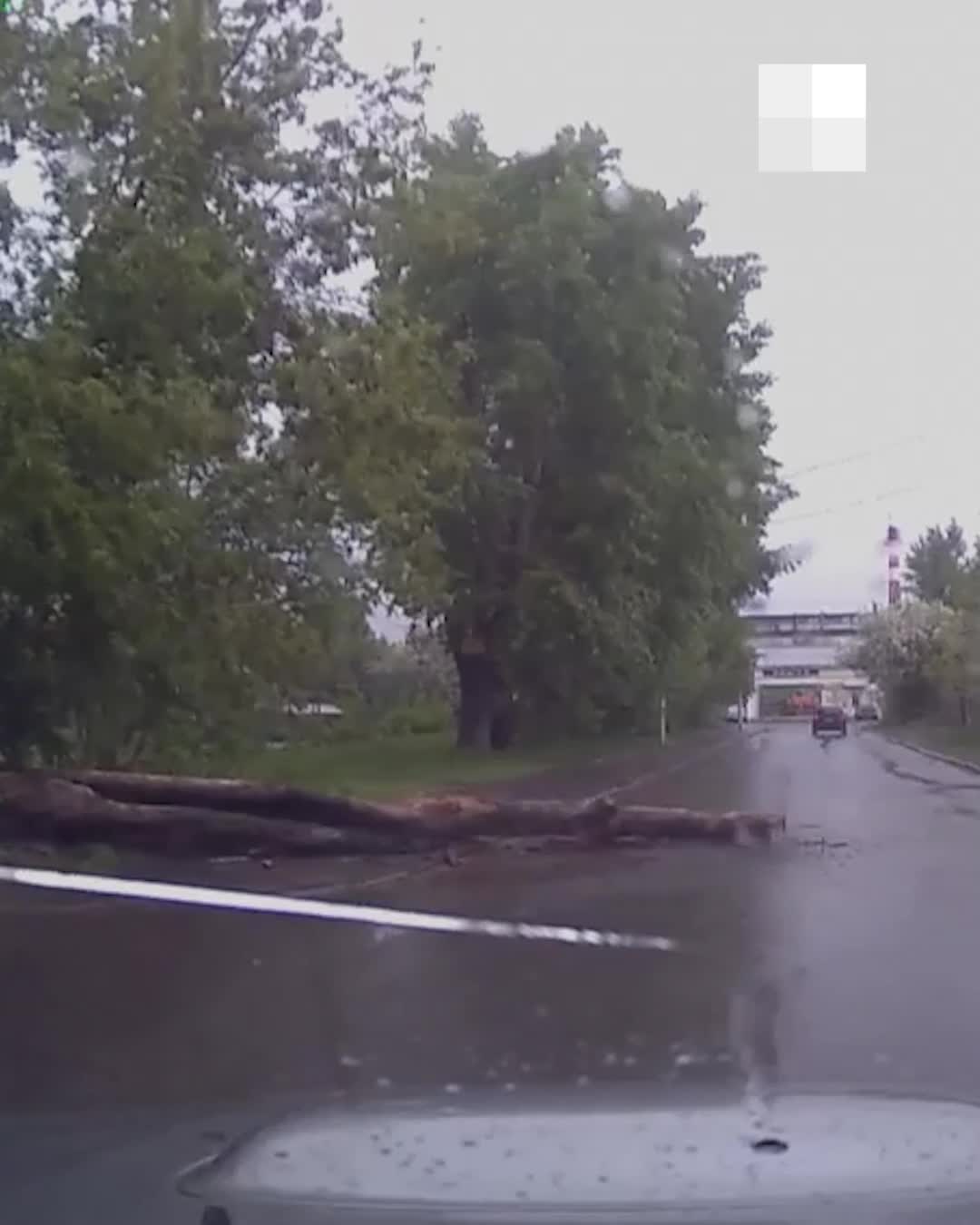 В Екатеринбурге массово падают деревья. Публикуем впечатляющие фото и  пугающее видео деревопада 29 мая 2022 г. - 29 мая 2022 - Е1.ру