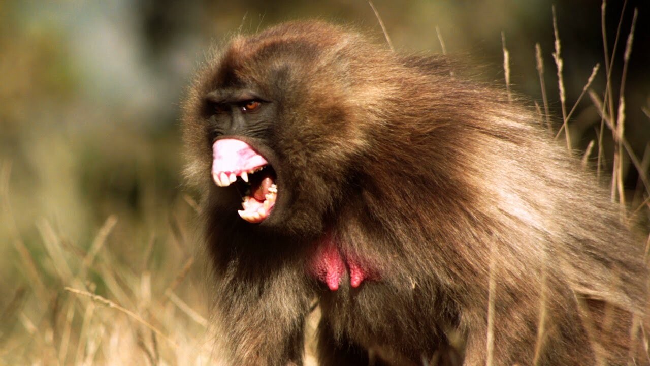 Видео: Самые опасные обезьяны в мире