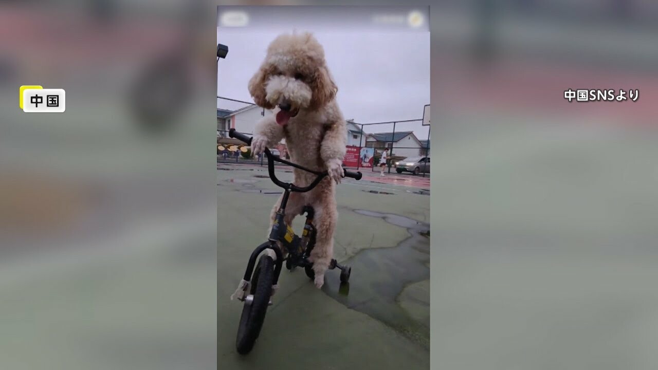 В Китае завирусилось видео с пуделем-велосипедистом: виртуозная дрессировка  или издевательство? | Вокруг Света