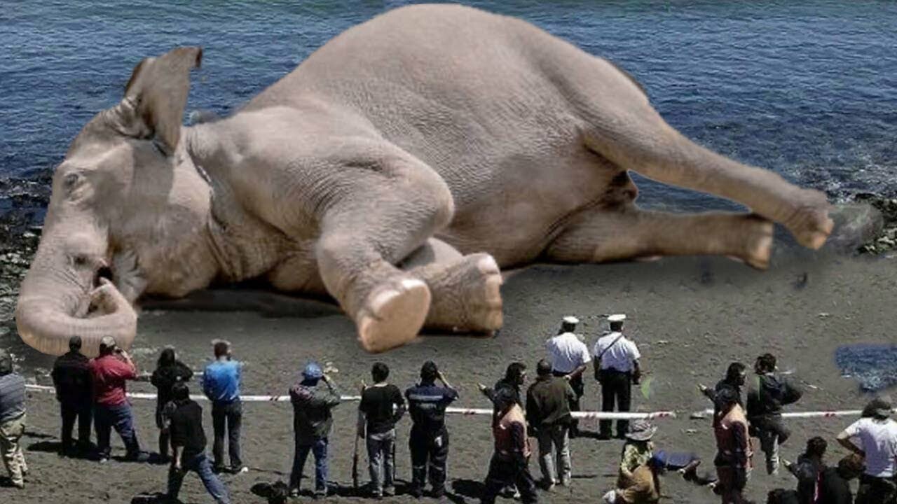 самые большие слоны в мире