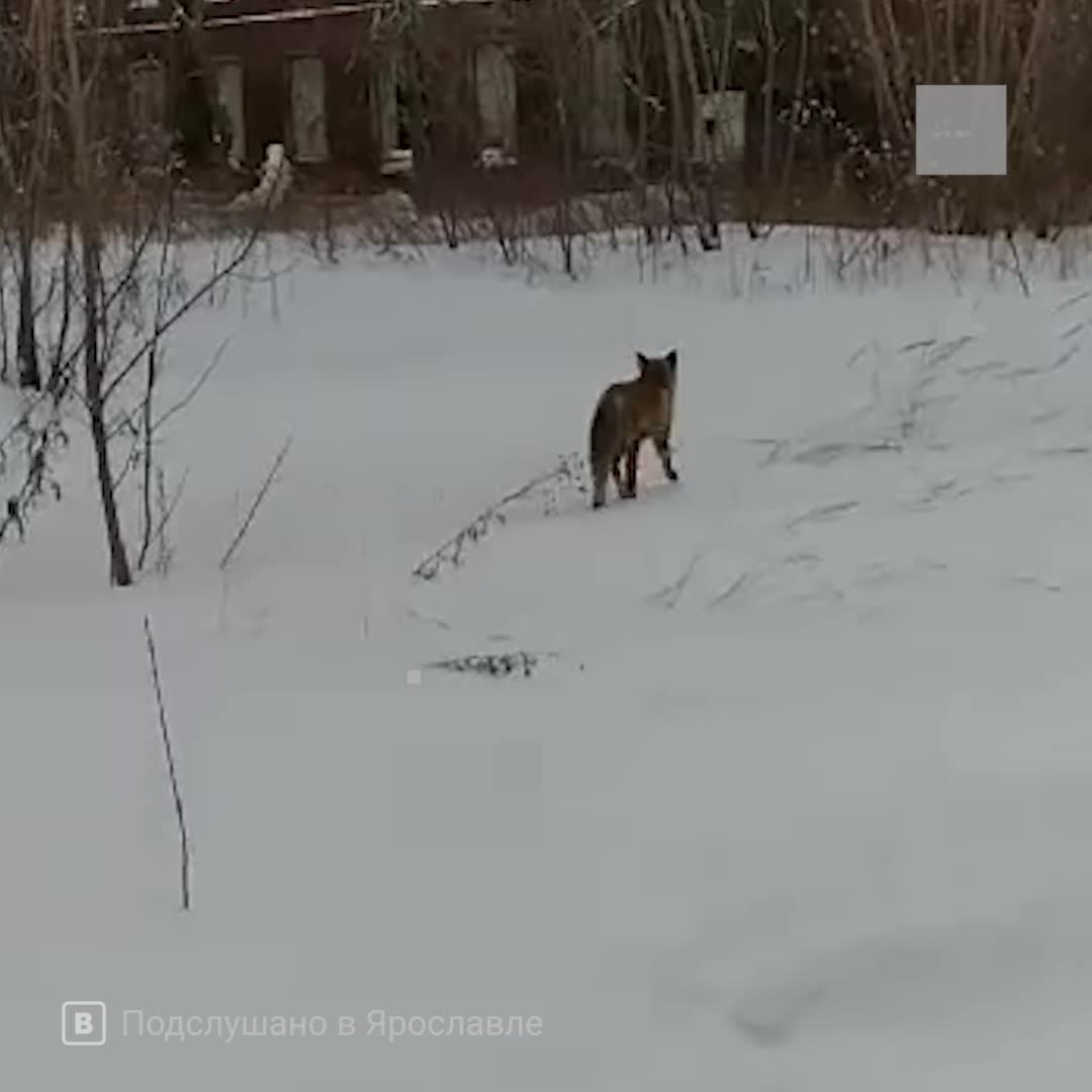 Лисы в Ярославле I видео лиса 8 марта 2021 г. - 8 марта 2021 - 76.ru