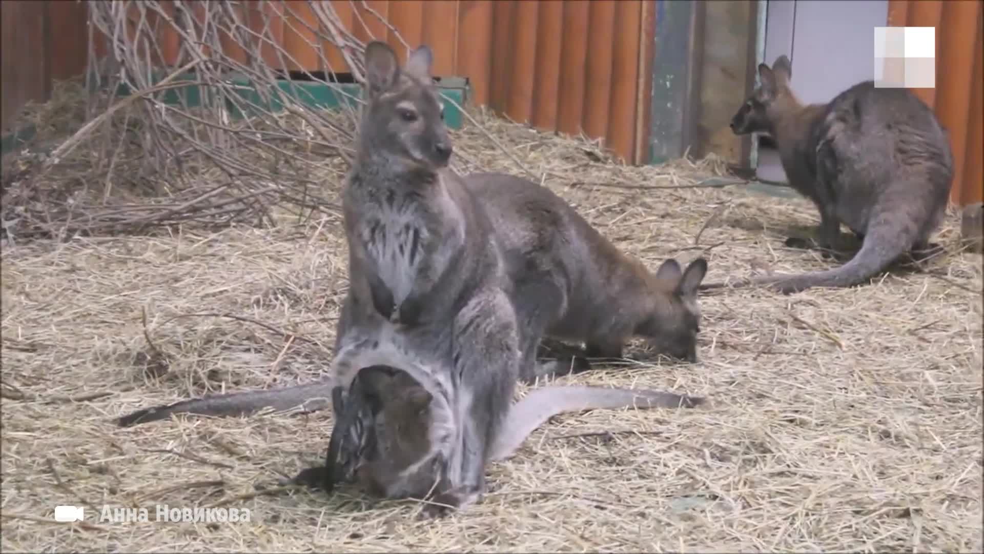 Детеныш кенгуру показался из сумки матери — милое видео из Новосибирского  зоопарка - 22 января 2024 - НГС.ру