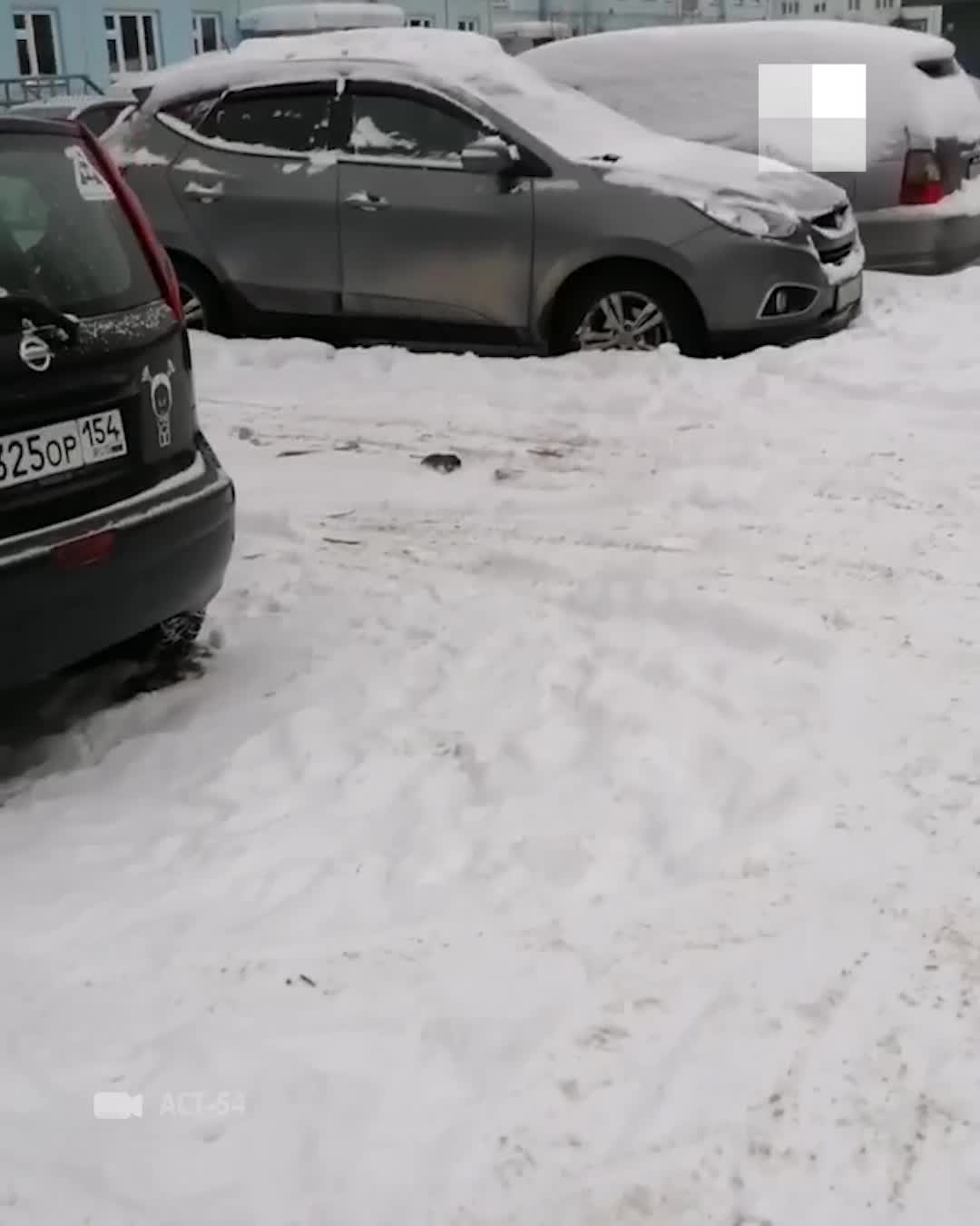 В Новосибирске заметили барана, почему по улицам Новосибирска бегает баран,  кто занимается отловом парнокопытных в Новосибирске, 22 декабря 2021 года -  22 декабря 2021 - НГС.ру