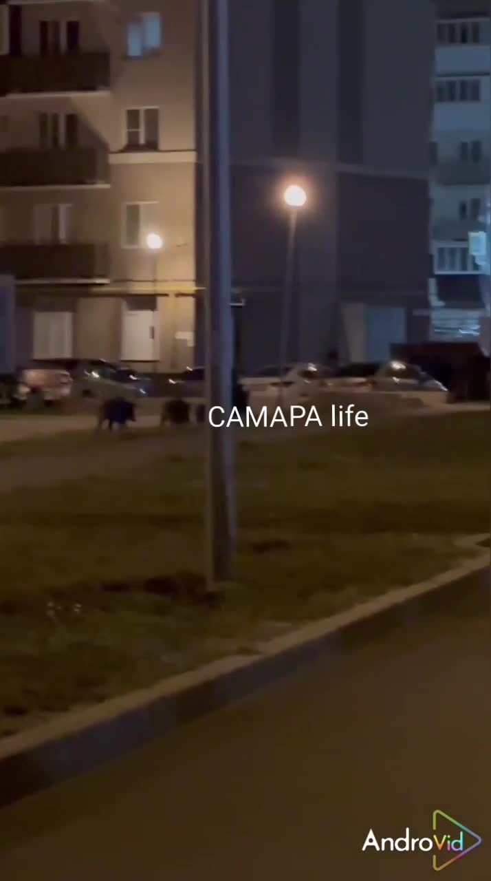 Жители Самары сняли на видео кабанов на детской площадке – ОСН