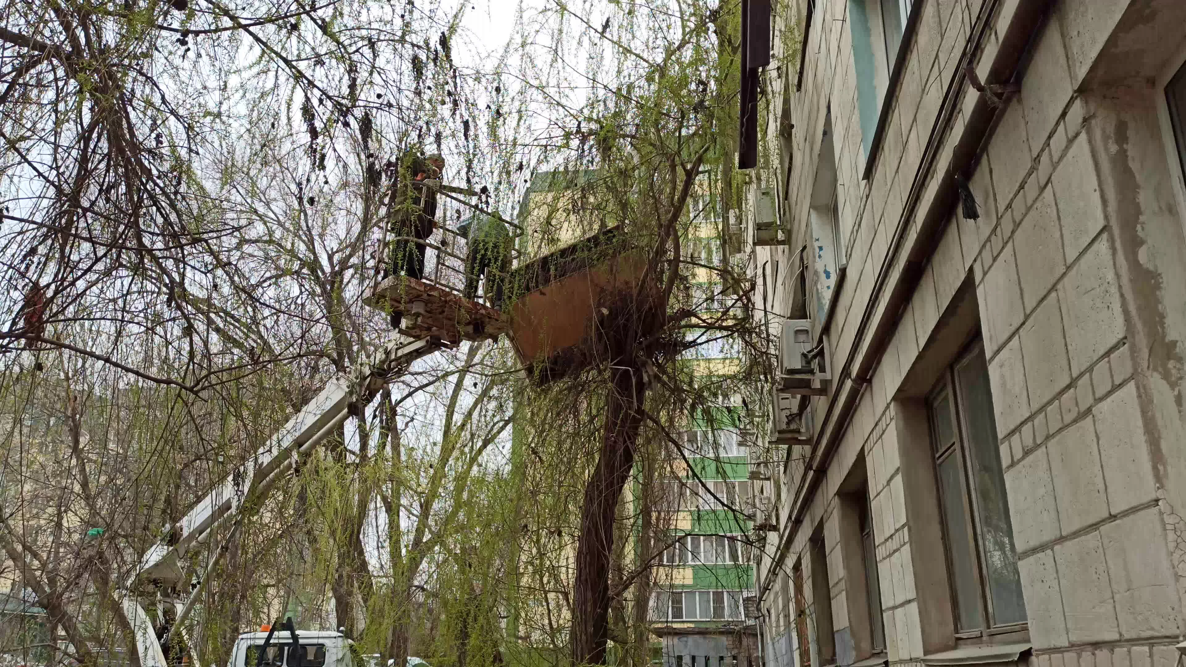 В Волгограде выброшенный из окна диван провисел на дереве 1,5 года — видео- 5 апреля 2023 - v1.ru