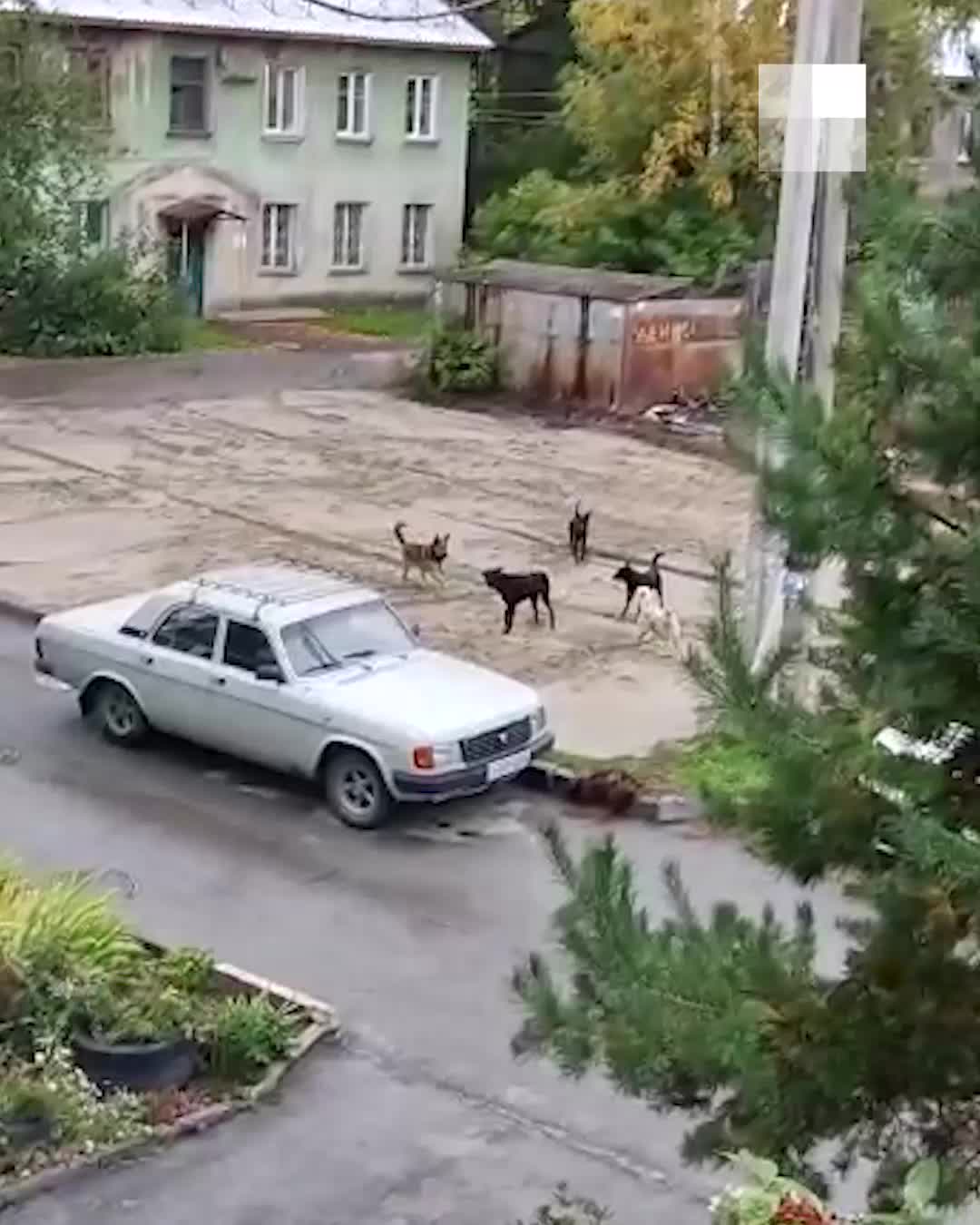 В Новосибирске стая собак терроризирует детский сад и двор на Мочищенском  шоссе - 23 сентября 2021 - НГС.ру