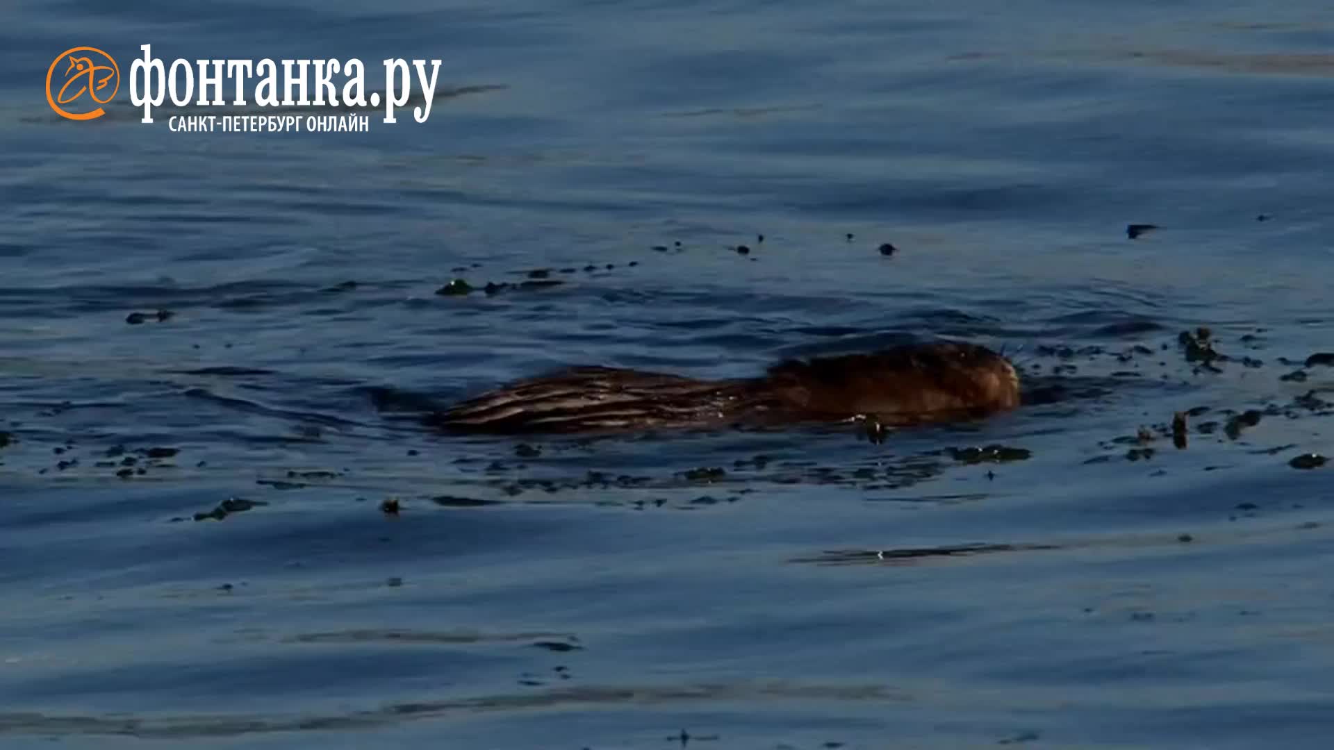 Ондатра в Неве в Петербурге, фото и видео - 27 июня 2024 - ФОНТАНКА.ру