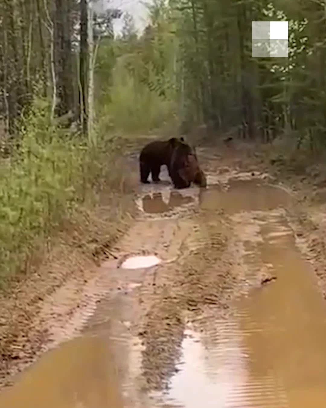 Свердловчане сняли на видео драку медведей в лесу. Расказываем, как вести  себя при встрече со зверем - 23 июня 2022 - e1.ru