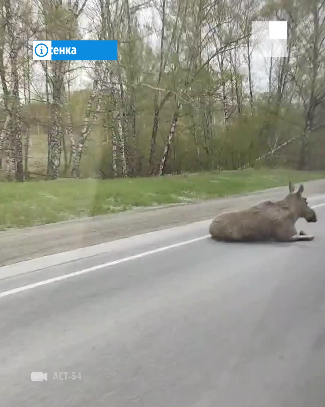 Под Новосибирском Lexus сбил лосенка на трассе — видео после аварии - 17  мая 2023 - НГС.ру