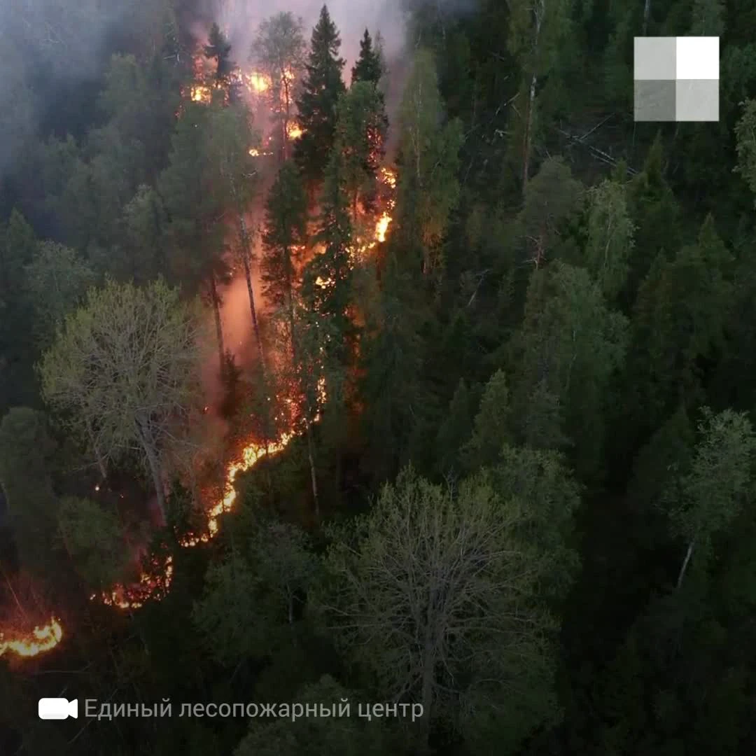 Видео лесного пожара в Северодвинском лесничестве Архангельской области - 7  июня 2021 - 29.ru