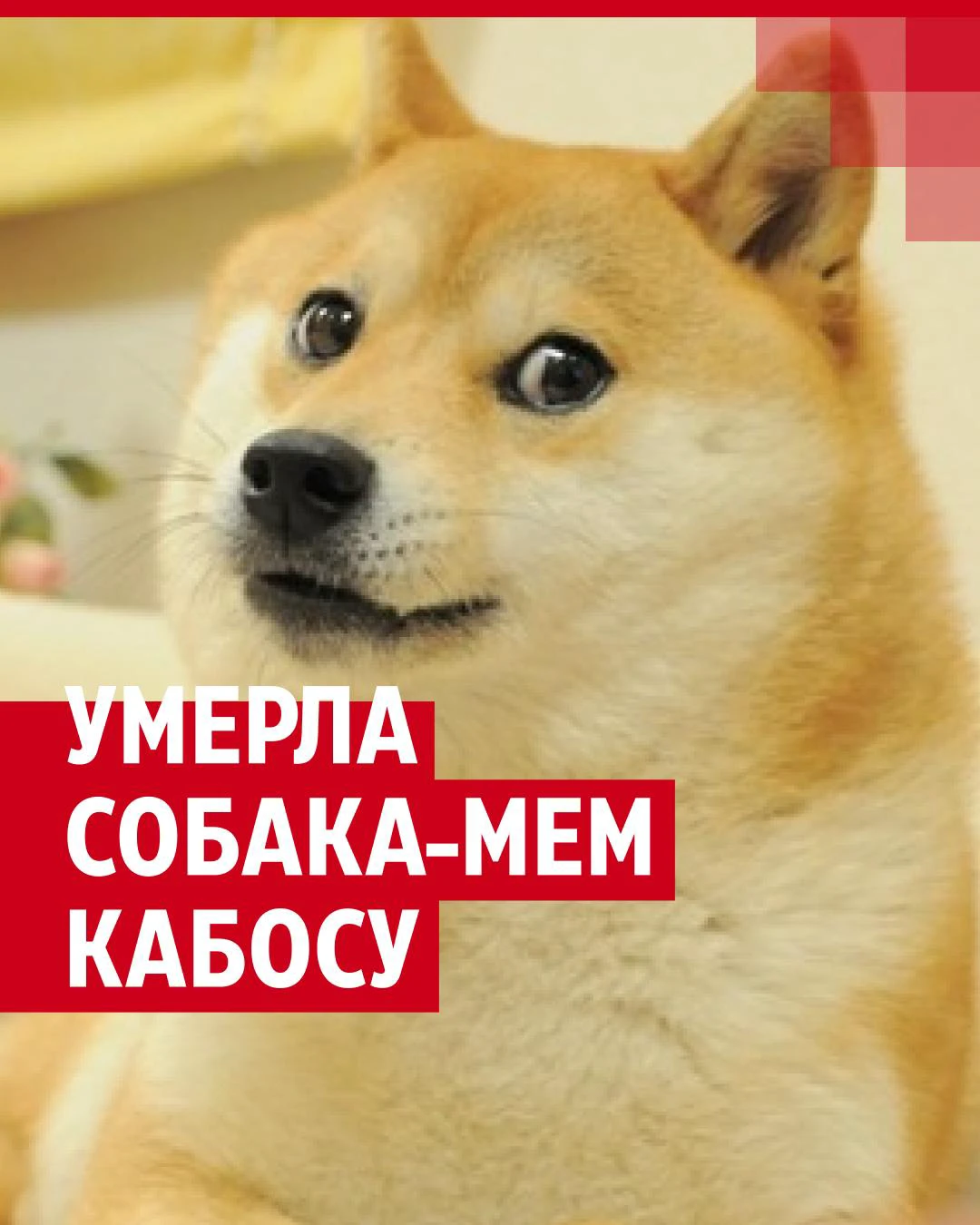 Умерла Кабосу — прототип мемной собаки Doge - 25 мая 2024 - 76.ру