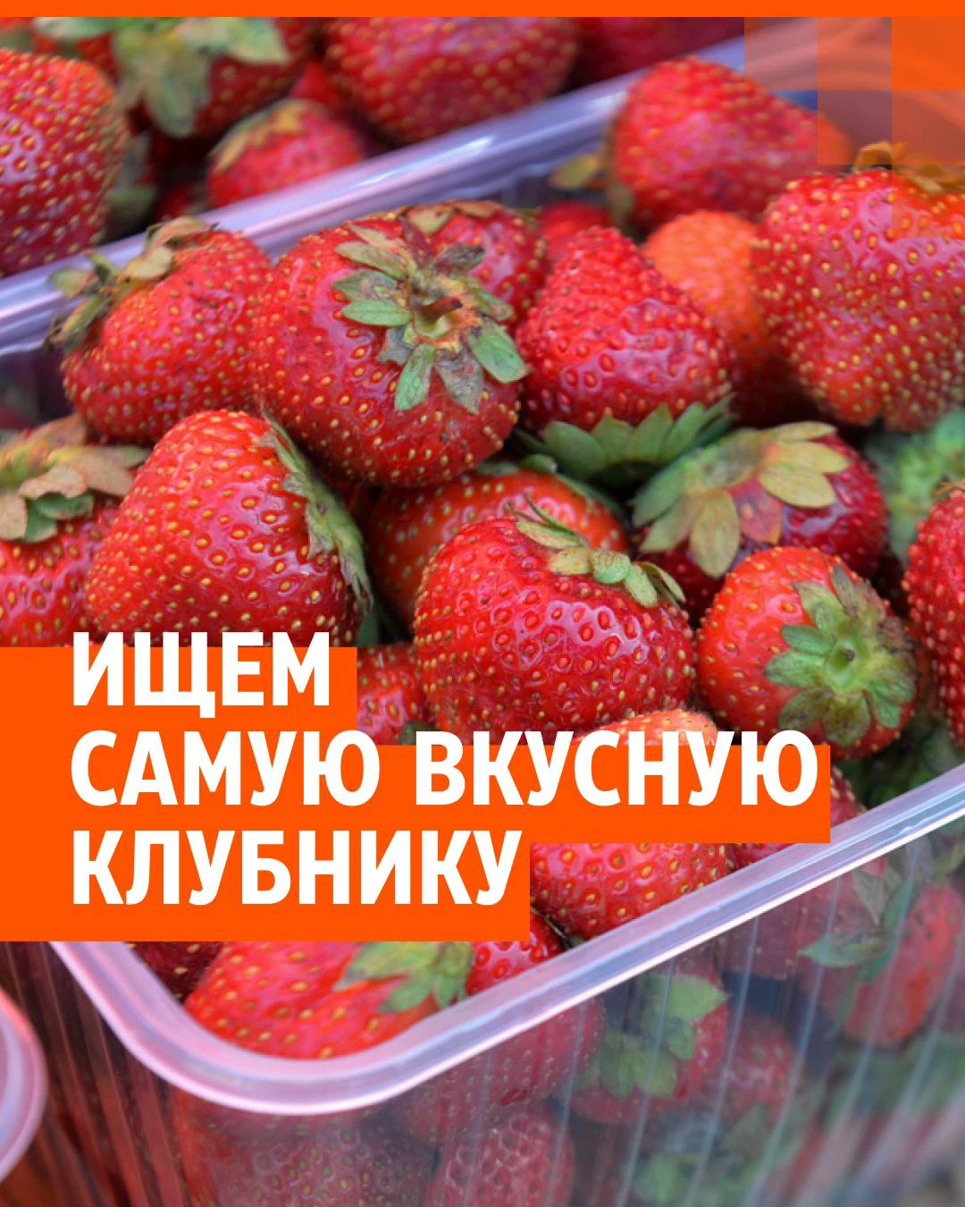 Что известно о клубнике, которую продают в Екатеринбурге: результаты  лабораторного анализа свежей земляники, как купить качественную клубнику,  23 мая 2022 г. - 23 мая 2022 - Е1.ру