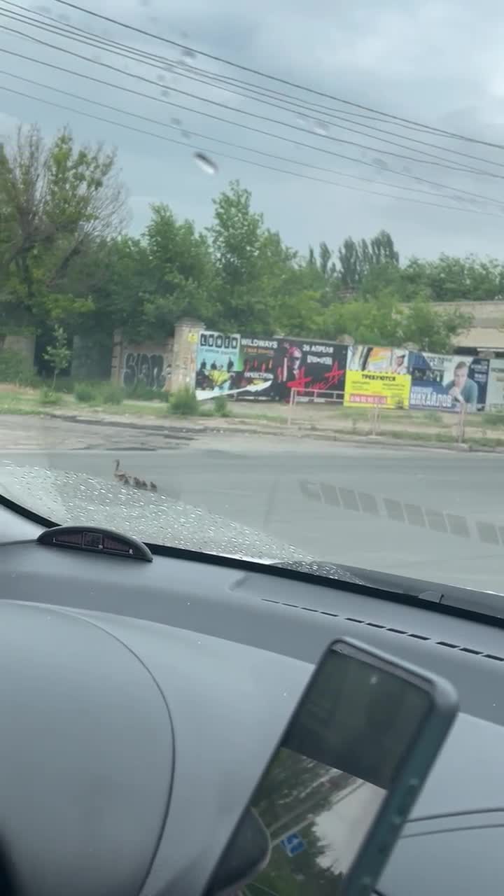 В Волгограде остановили движение, чтобы пропустить семью уточек, — видео -  27 мая 2023 - V1.ру